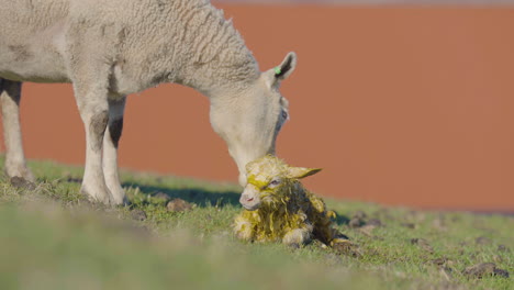 Ewe-licks-birthing-fluids-off-newborn-lamb-as-it-tries-to-stand-up