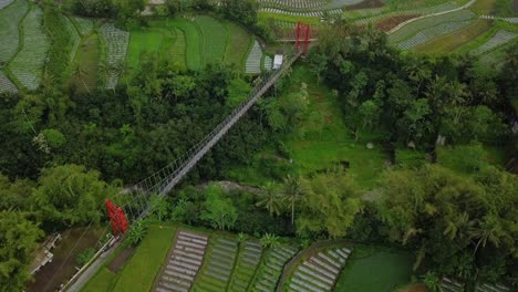Drone-shot-of-metal-suspension-bridge-build-over-valley-with-river-on-the-bottom-and-surrounded-by-trees-and-vegetable-plantation