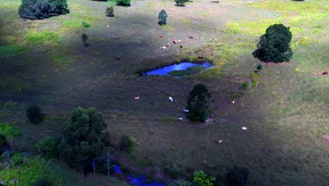 Weitläufiges-Ackerland-Mit-Gezüchteten-Tieren,-Die-Auf-Dem-Offenen-Feld-In-Unmittelbarer-Nähe-In-Brisbane-City,-Queensland,-Australien-Weiden