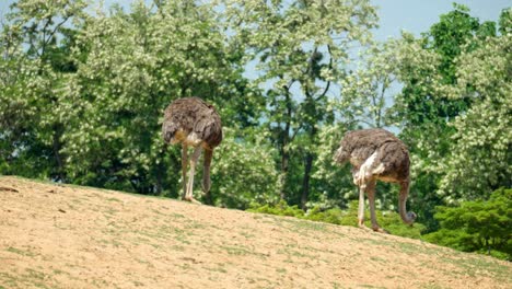 Two-Ostrich-Eating-By-Pecking-Food-On-The-Gentle-Slope-in-Australia