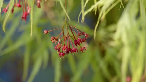 Acer-Palmatum-Dissectum-Blatt-Mit-Samen-Und-Blüte-4-Cu