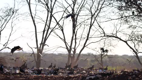 Vultures-and-caracaras-feeding-on-trash-and-flying-in-60-fps-in-trash-dump-area,-open-shot