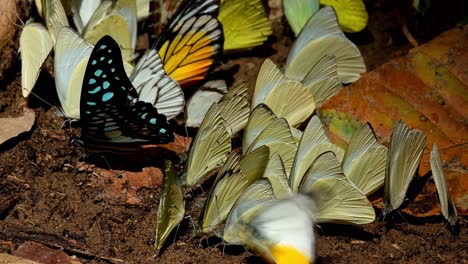 A-Common-Jay-Graphium-doson-on-the-left-side-surrounded-by-yellow-butterflies-then-the-Spot-Swordtail-Graphium-nomius-arrives,-Kaeng-Krachan-National-Park,-Thailand