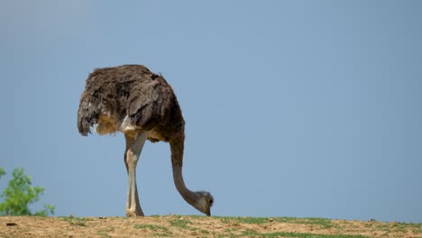 Ostrich-Pecking-Food-On-The-Ground-With-Blue-Sky-In-The-Background-At-Summer