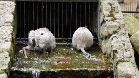 Zwei-Weiße-Nutrias-Kühlen-Sich-Im-Sommer-Im-Tierpark-In-Der-Nähe-Eines-Kanaltunnels-Mit-Fließendem-Wasser-Ab-Und-Waschen-Sich