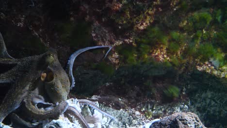 Geheimnisvoller-Oktopus-Taucht-Unter-Wasser-Zwischen-Algen-Und-Wasserpflanzen-Im-Zoo,-Nahaufnahme