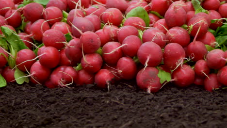 Panning-shot-of-many-harvested-red-radishes-lying-on-soil-on-farm-field---prores-422
