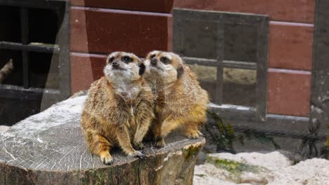 Small-Mammal-Meerkats-Seated-On-A-Log-At-Wildlife-Park