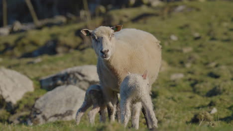 Proud-sheep-mother-taking-care-of-her-cute-newborn-lambs