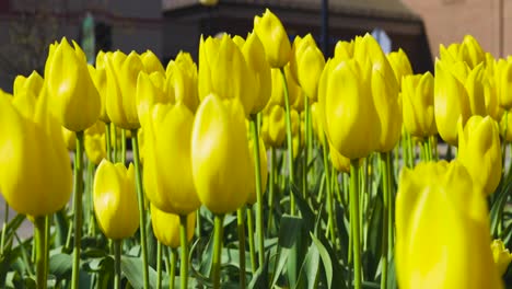 Hermosos-Tulipanes-En-Holanda,-Pueblo-Holandés-De-Michigan