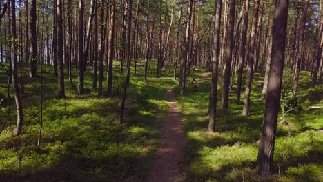 Wild-pine-forest-with-green-moss-under-the-trees,-slow-aerial-shot-moving-low-between-trees-on-a-sunny-and-calm-spring-day,-pathway,-camera-moving-forward