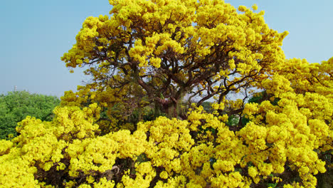 Aerial-circling-and-flying-backwards-from-magnificent-golden-trumpet-tree,-Brazil