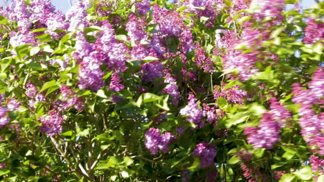 A-strong-and-powerful-wind-blowing-the-heady-scented-blooms-of-a-Lilac-tree-in-the-Rutland-market-town-of-Oakham-in-the-United-Kingdom
