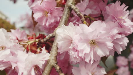 Handheld-close-up-of-cherry-blossoms-on-a-tree