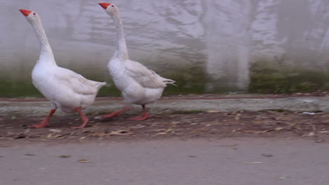 Tracking-shot-of-two-playful-geese-walking-on-countryside-road,-day