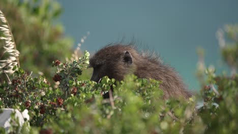 Slow-Motion-Close-Up-Shot-Of-a-Baboon-Eating-Berries-off-a-Bush-in-South-Africa