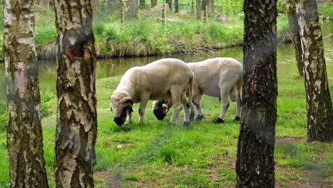 Weidende-Schafe-In-Der-Nähe-Des-Seeufers-Hinter-Waldbäumen