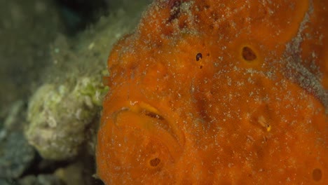 red-frogfish-face-close-up
