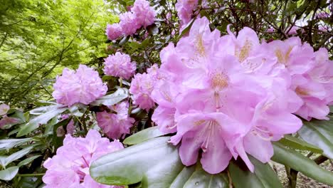 Rododendro-En-Flor-En-Boone-Nc,-Carolina-Del-Norte-Cerca-De-Blowing-Rock-Nc