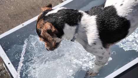 Close-up-shot-of-cute-thirsty-dog-drinking-water-of-fountain-during-hot-summer-day-outdoors