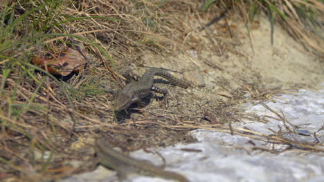 Slow-motion-zoom-out-shot-of-wild-Lizards-resting-in-dry-field-and-running-away,close-up