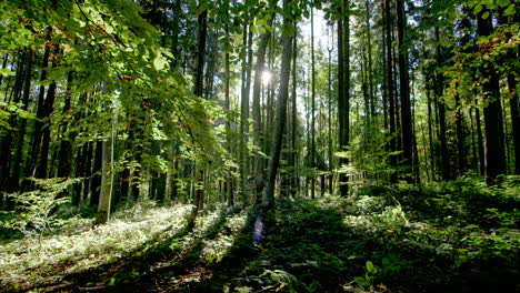 Tracking-Slider,-Magische-Aufnahme-Im-üppigen-Sommerwald,-Rumänien