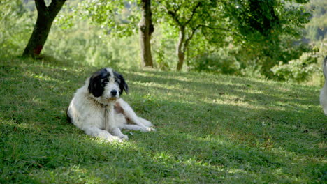 A-scruffy-cute-old-carpathian-micritic-sheep-dog-lies-in-an-orchard,-Romania