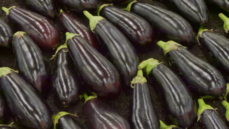 Close-up-shot-of-many-fresh-violet-Eggplants-on-outdoor-market--panning-shot
