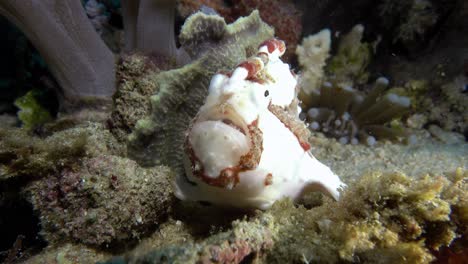 another-close-view-of-beautiful-white-frog-fish