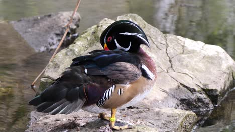 Close-up-of-beautiful-Wood-Duck-on-rock-at-lake-cleaning-and-washing-in-nature