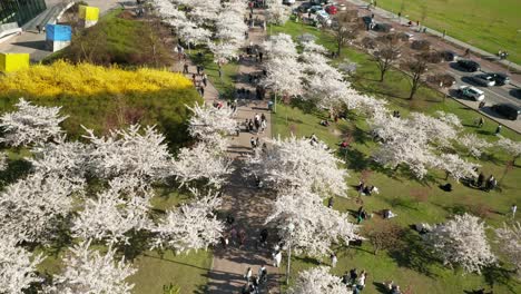 AERIAL:-People-Walking-Among-White-Sakuras-in-Vilnius-During-Cherry-Blossom-Season