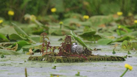 Black-tern-hatchlings-hiding-under-mother's-protective-wings-in-rain-on-river
