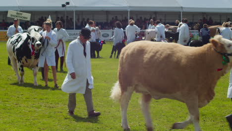 The-Royal-Cornwall-Show-2022-at-Wadebridge-with-Cattle-Walking-Passed-with-Their-Farmers-for-a-Grand-Ceremony