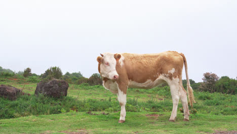 Una-Vaca-Manchada-Rubia-Parada-En-El-Campo-Verde-Y-Mirando-Alrededor
