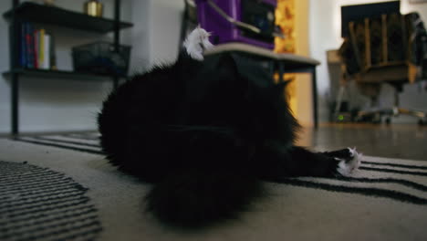 Black-rag-doll-house-cat-grooming-itself-in-living-room-of-home