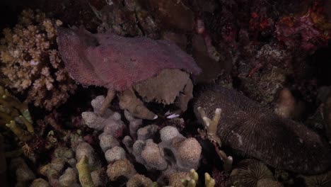 Big-sponge-crab-with-pink-sponge-on-back-walking-over-coral-reef-at-night