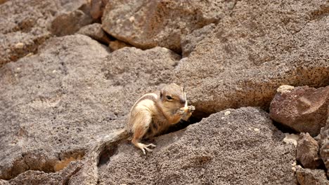 Slow-motion:-Cute-Barbary-Ground-Squirrel-resting-on-wall-and-eating-peanut-in-sun---portrait-close-up-shot