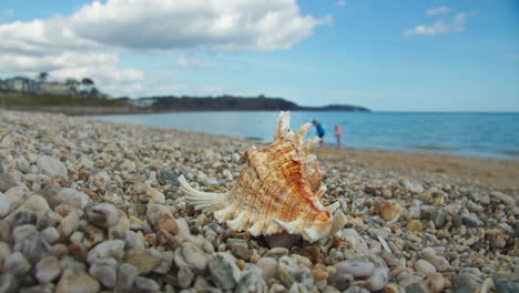Tiny-Spider-on-Seashell-on-Pebbles-and-Shingle-with-Unrecognisable-Kids-Playing-in-Background-on-Beach-Sand-in-Cornwall,-England---Static-Shot