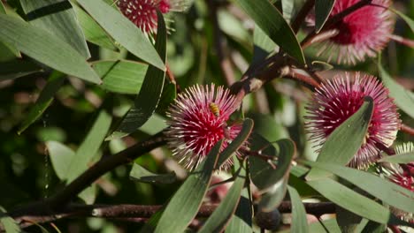Bee-flying-around-Hakea-Laurina-Plant,-Daytime-Sunny-Maffra,-Victoria,-Australia-Slow-Motion
