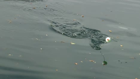 A-Fish-Struggling-To-Free-Itself-From-A-Fish-Hook-Causing-Ripples-On-Water---high-angle