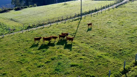 Bio-Rinder-Im-Morgengrauen-Auf-Einer-Graswiese-Mit-Einem-Feldweg,-Der-Mit-Einem-Zaun-Geschützt-Ist