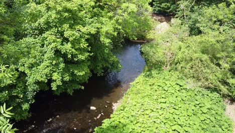 Woodland-river-scene-filmed-in-the-Derbishire-Peak-District-Drone-footage
