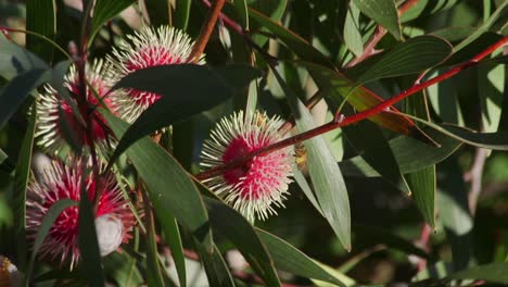 Bee-with-Pollen-on-legs-landing-on-Hakea-Plant,-Daytime-Sunny-Maffra-Australia-Slow-Motion