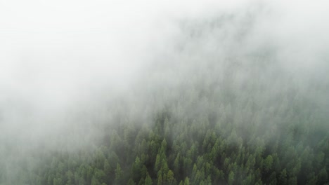 Wolken-Rollen-über-Den-Wald-In-Den-Bergen