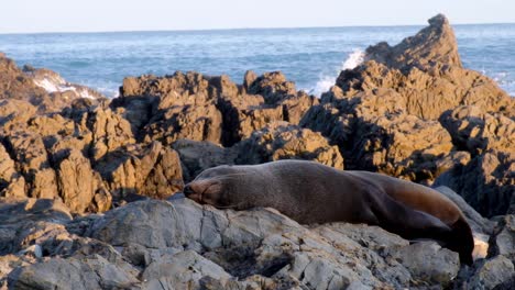 A-solo-New-Zealand-fur-seal-completely-relaxed-and-sleeping-on-the-coastline-rocks-in-New-Zealand,-Aotearoa
