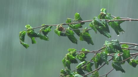 Close-Up-Of-Beech-Branches-Getting-Wet-In-Heavy-Rain