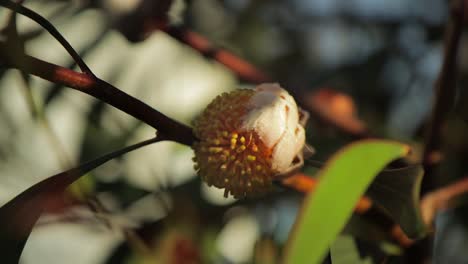 Hakea-Laurina-Nadelkissenpflanze,-Gelbe-Knospe-Sprießt,-Mittlere-Aufnahme,-Sonniger-Tag-Maffra,-Victoria,-Australien