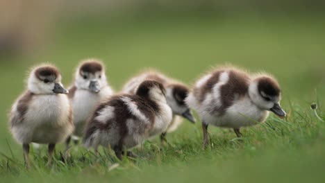Cute-gaggle-of-goslings-grazing-together-in-a-group