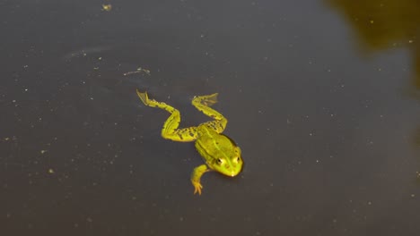 Lonely-green-frog-swimming-in-lake-water,-slow-motion-view