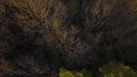 Drone-footage-above-a-forest,-in-sunset,-in-France